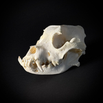 Череп собаки