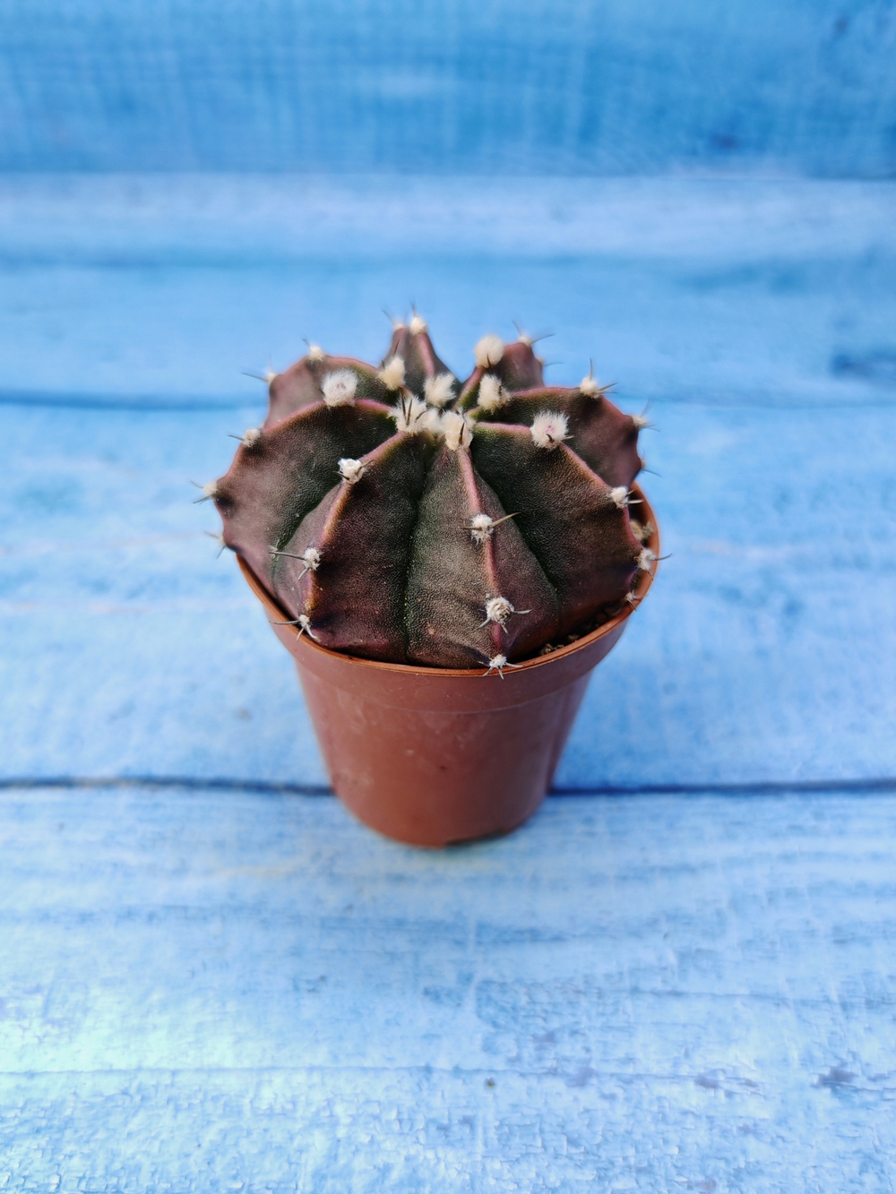 Gymnocalycium Friedrichii (Гимнокалициум)