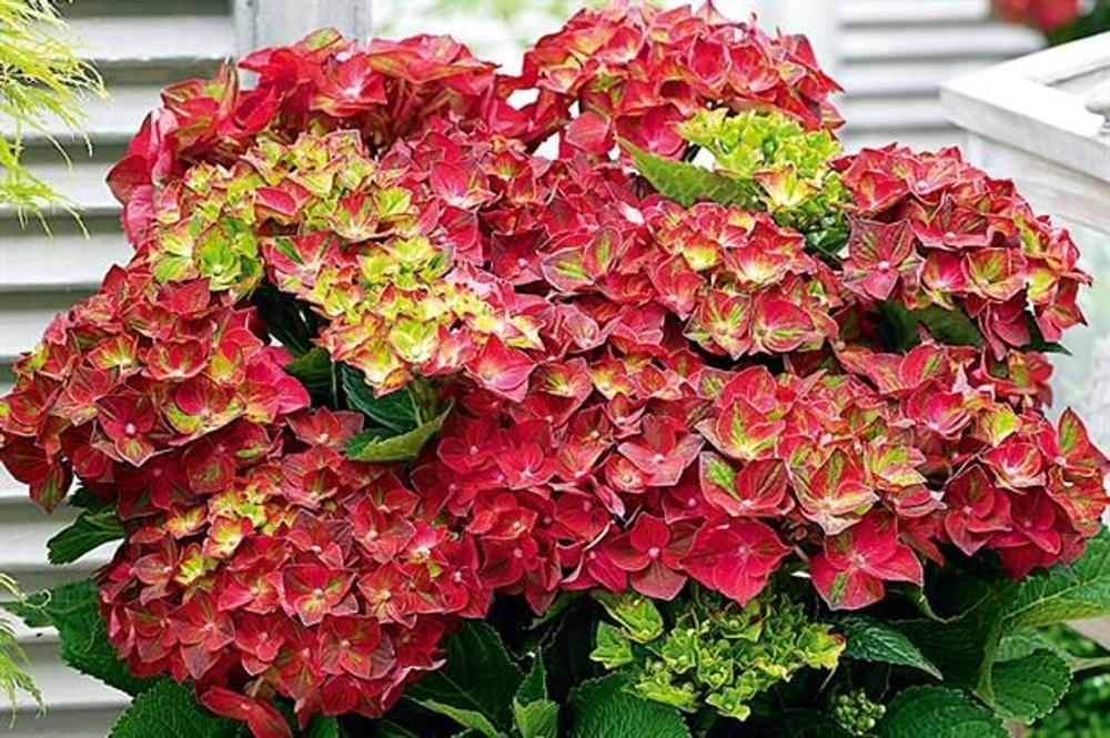 MAGICAL RUBY TUESDAY / Мэджикал Руби Тюздэй(Стандарт поставки Р9)2025г.