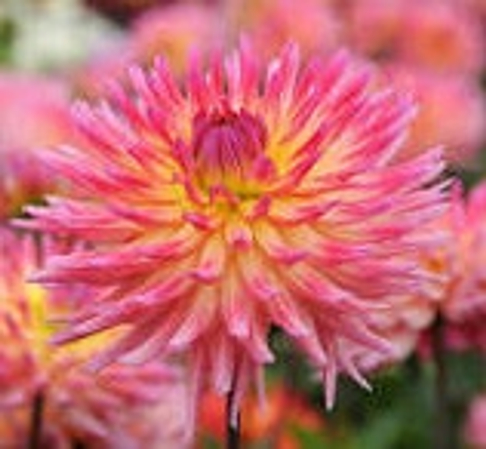 Георгин Карма Сангрия (Karma Sangria)