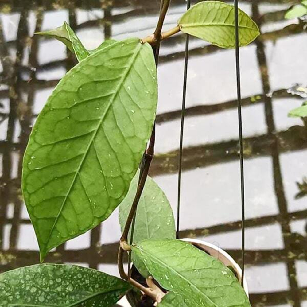 Хойя SP ACEH DRAGON EGG CLONE 2