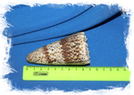 Conus imperialis размер