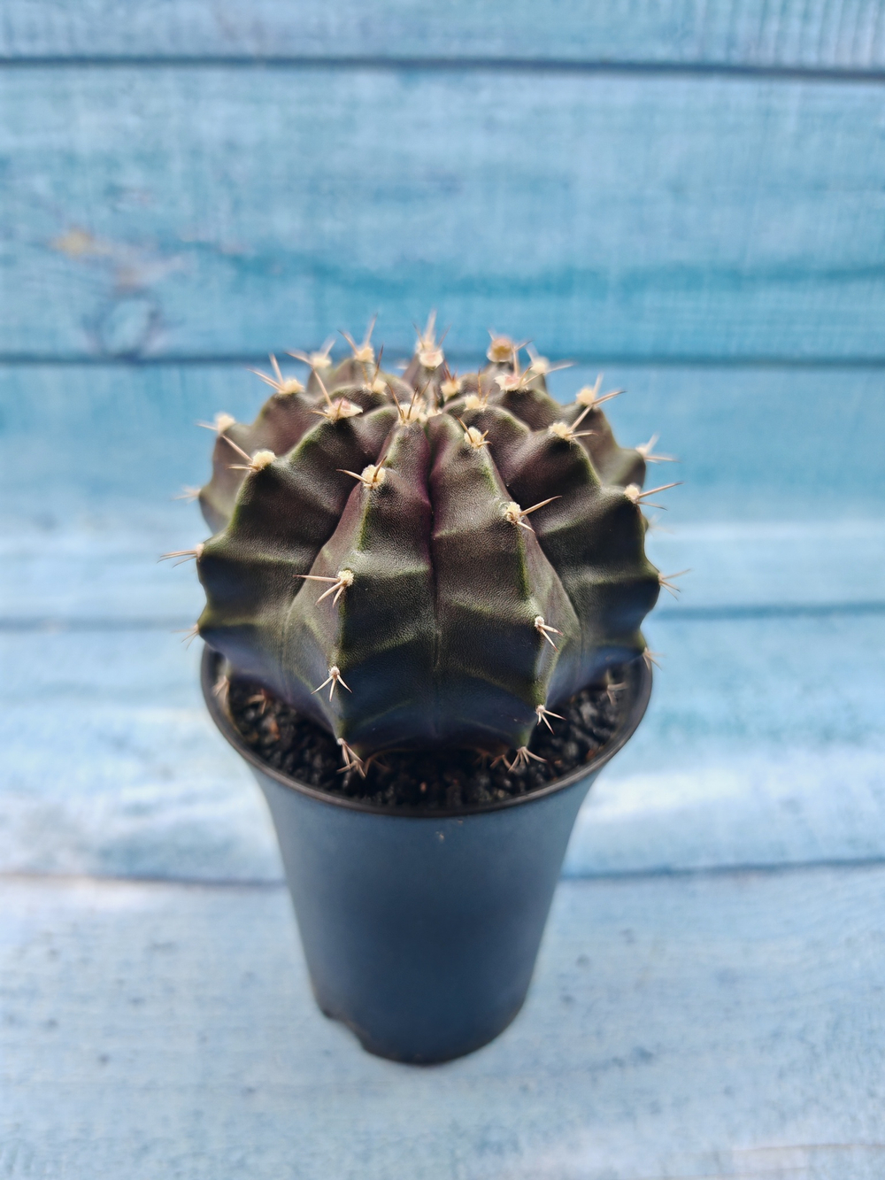 Gymnocalycium Mihanovichii black (Гимнокалициум)