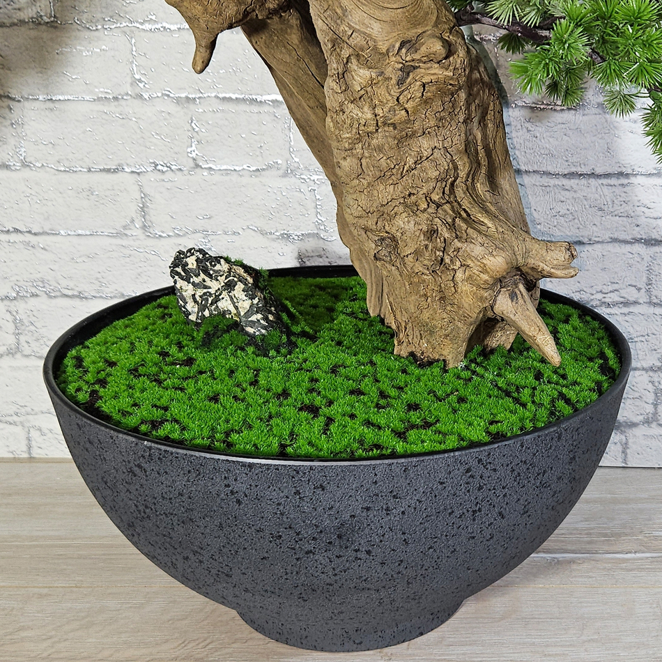 Бонсай Кипарис 70см на натуральном стволе