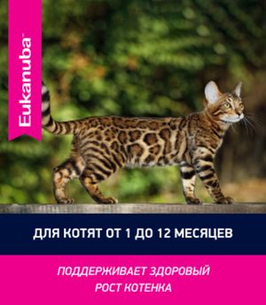 Корм для котят, Eukanuba Cat, с домашней птицей