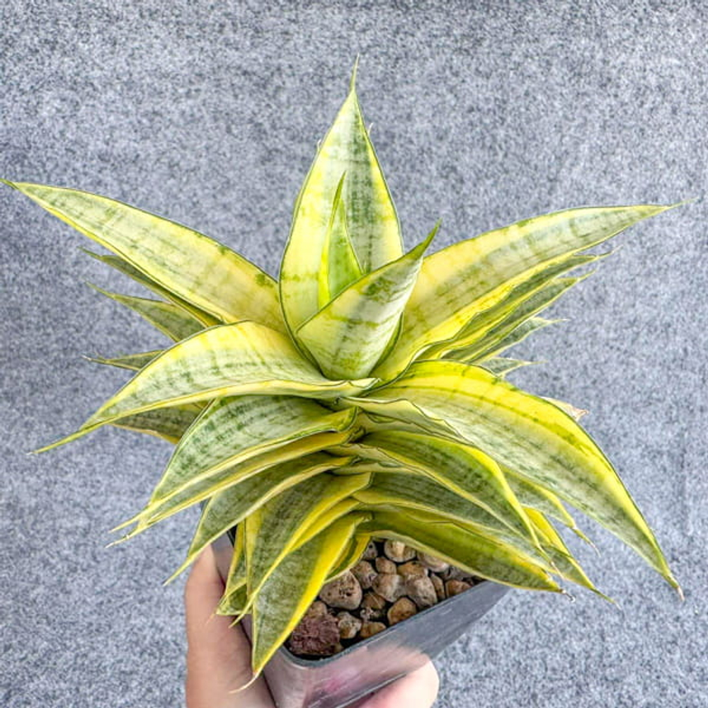 Сансевиерия GABRIELLA YELLOW VAR s.L