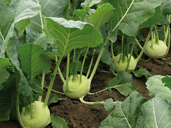 Октаве F1 семена капусты кольраби (Enza Zaden / Энза Заден)