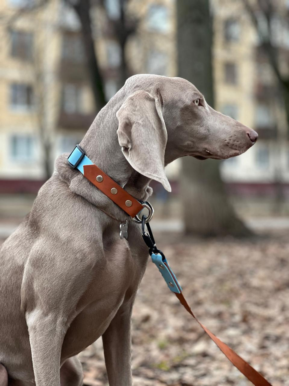 Ошейник для крупных собак из биотана , фастекс кобра металлический, 25 мм, 40-55 см , коричневый, голубой