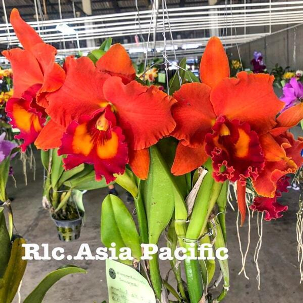 Орхидея ринхолелиокаттлея RLC. ASIA PACIFIC