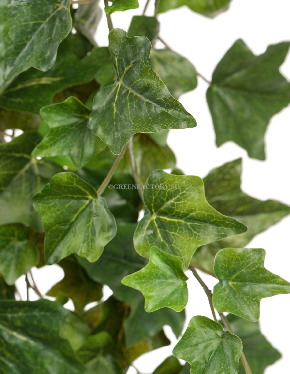 Английский плющ Биг Олд Тэмпл крупнолистный зелёный