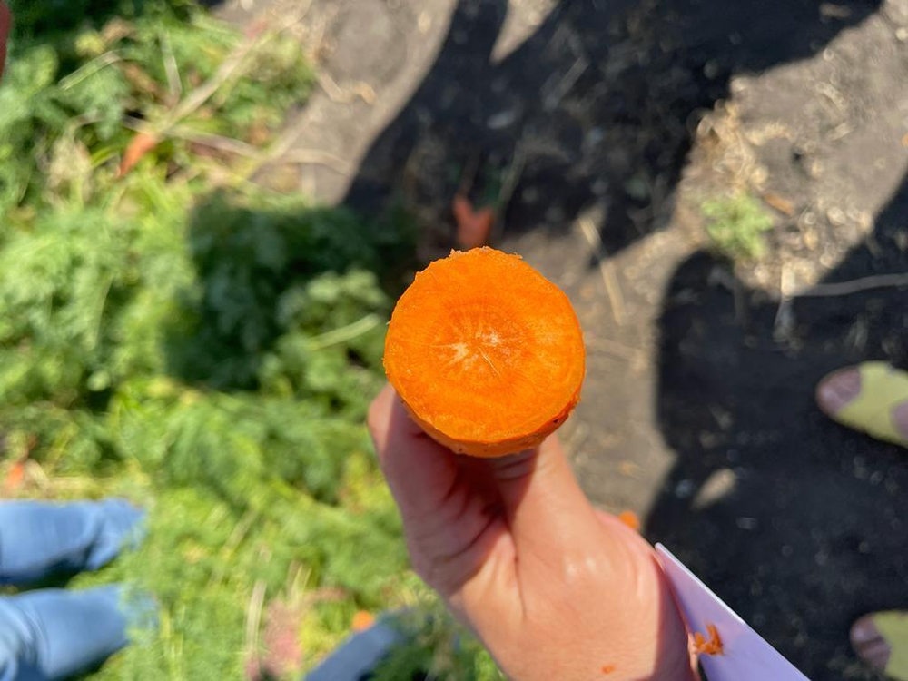 Ле Санте F1 семена моркови шантане (Seminis / Семинис)