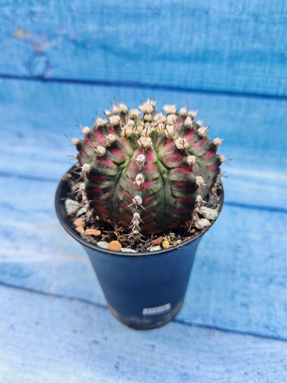 Gymnocalycium T-Rex Pink hybrid (Гимнокалициум)