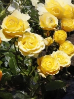 Роза плетистая Зоммергольд