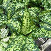 Диффенбахия