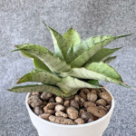 Сансевиерия MOON EDGE