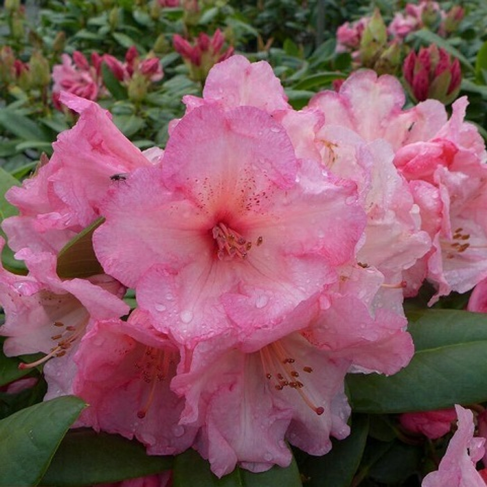 Рододендрон Вайн энд Роузес