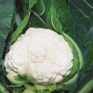 Капуста цветная Наутилус  F1 2500 (семян)