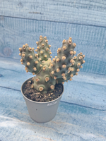 Tephrocactus Molinensis (Тефрокактус)