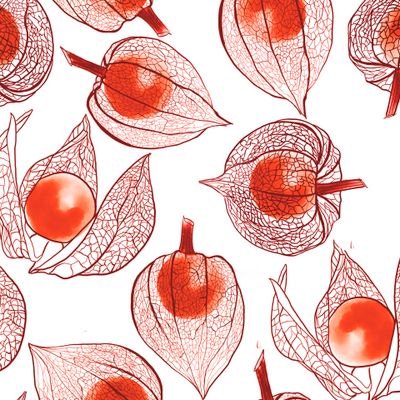 физалис скелетированный осень