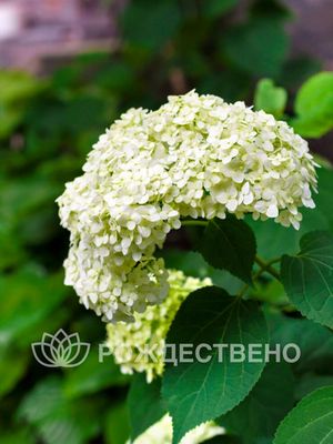 Гортензия