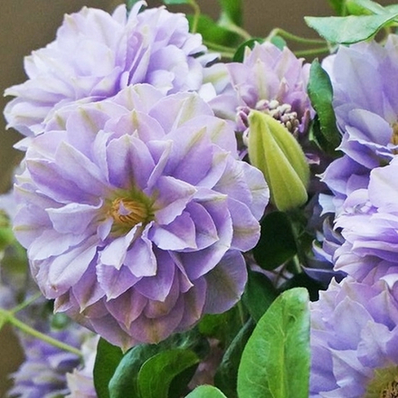 Клематис Ruriokoshi (Рурикоши)  Стандарт поставки Р9