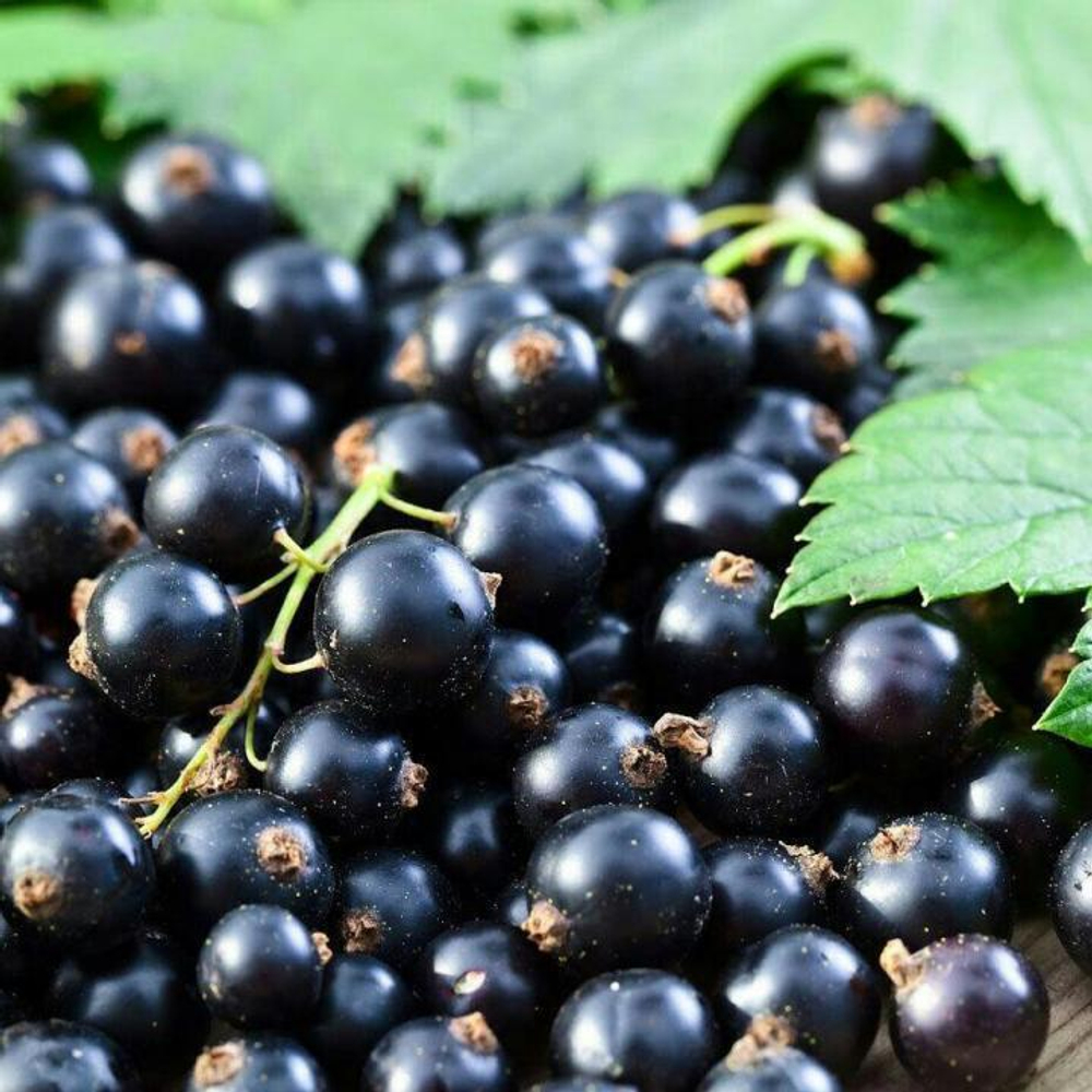 Смородина черная Ажурная
