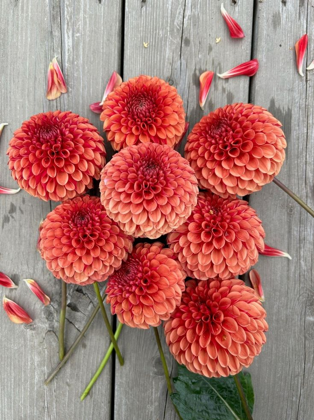 Георгина Куппербой (Coopperboy), корнеклубень