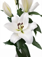 Лилия Петакас (ОТ-гибрид)