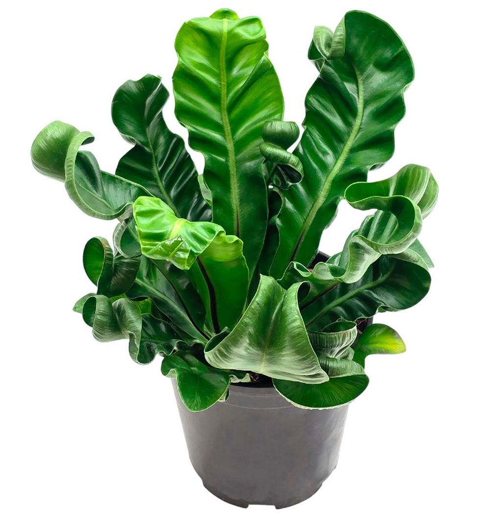 Асплениум Кобра