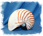 Ракушка Наутилус Помпилиус