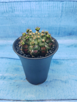 Gymnocalycium T-Rex Pink hybride (Гимнокалициум T-rex)