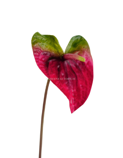 Антуриум Макс зелёный с малиново-бордовым