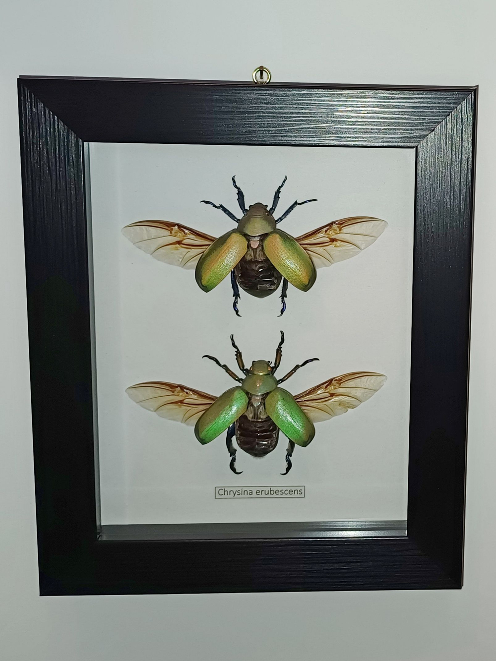 Жук Chrysina erubescens пара в рамке