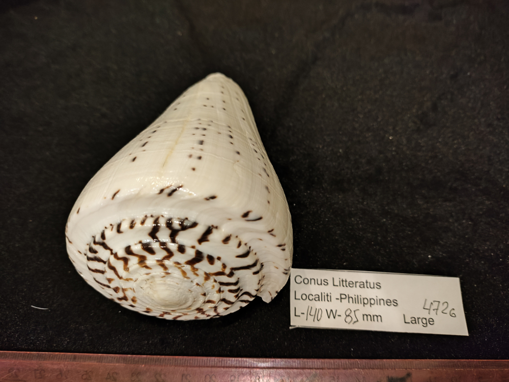 Конус Литтератус 90-155мм