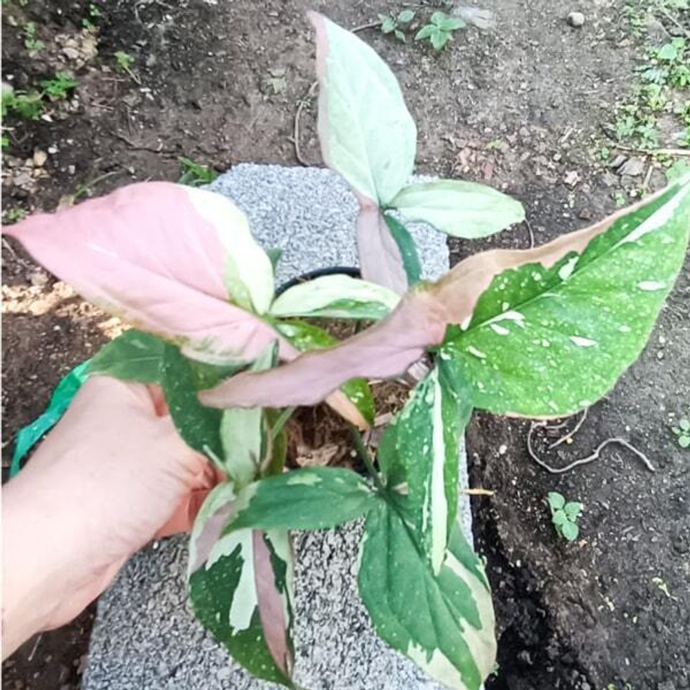 Сингониум RED SPOT TRICILOR