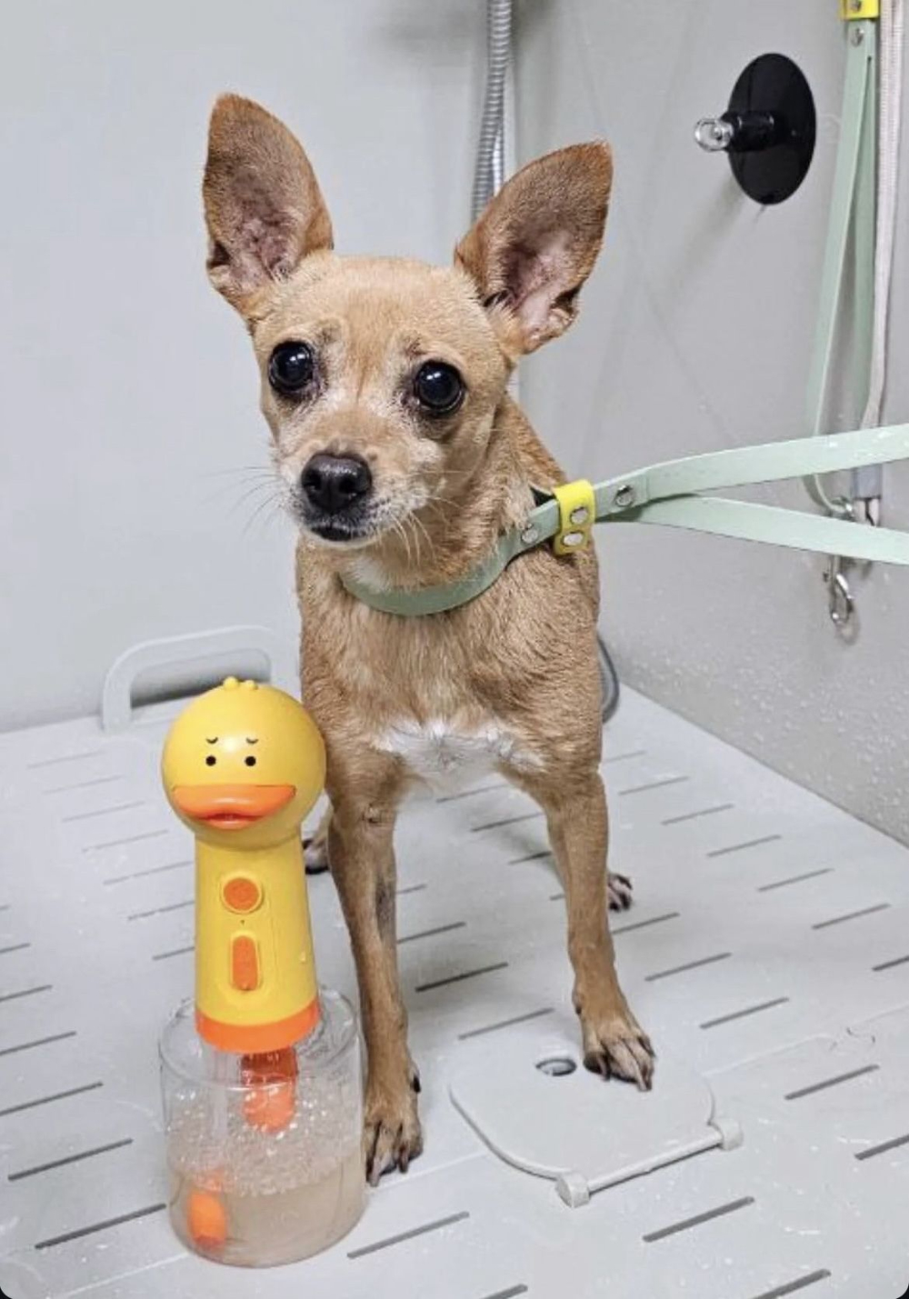 Ринговка груминга из биотана , ширина 15 мм, длина 50 см., зебра