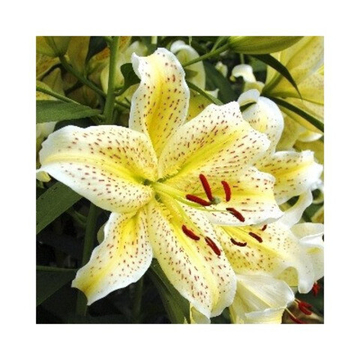 Лилия Йеллоу Тайгер (Тайгермун)