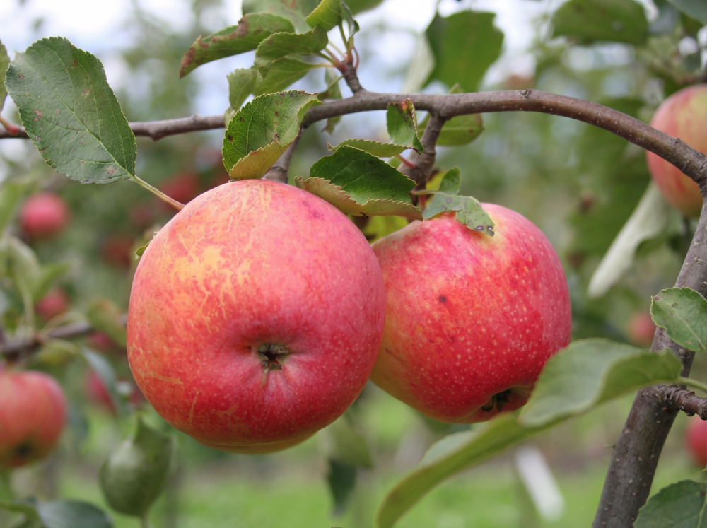 Саженец яблони «Уральский Сувенир» (Осенняя, Самая нарядная)