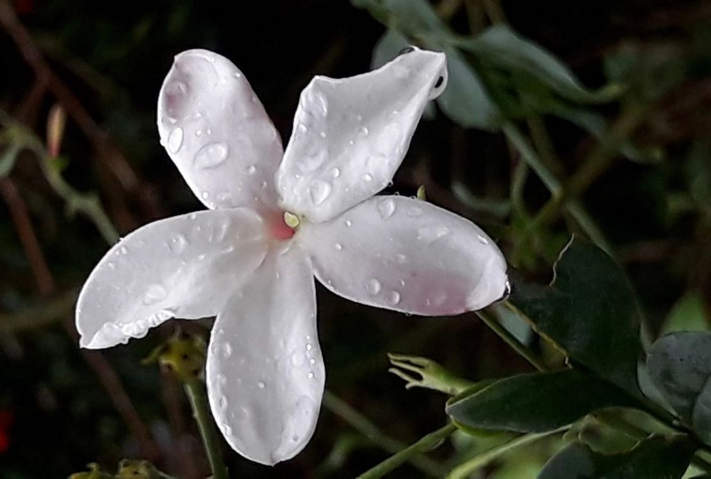 Что такое Methyl jasmonate? Как пахнет Метил жасмонат? Где и как использовать? Хранение и утилизация.