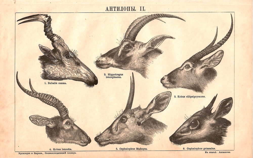 Набор. Литография «Антилопы»