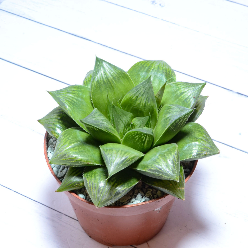 Haworthia Mirabilis hybrid (Хавортия)