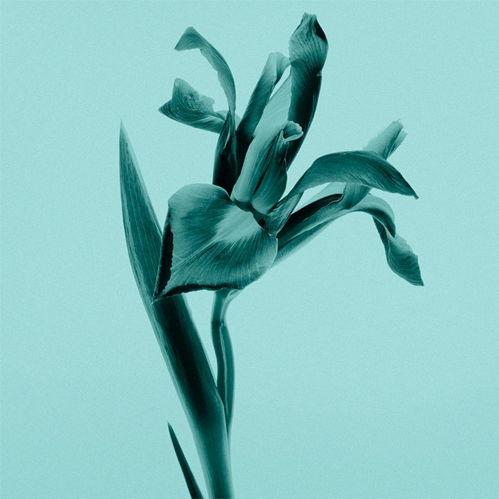Tiffany & Co. Tiffany & Co. Sheer Туалетная вода для женщин
