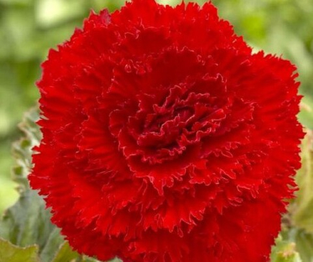 Бегония Бахромчатая красная (3 шт) Волжский Сад