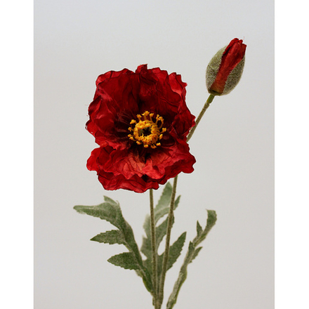 Мак красный