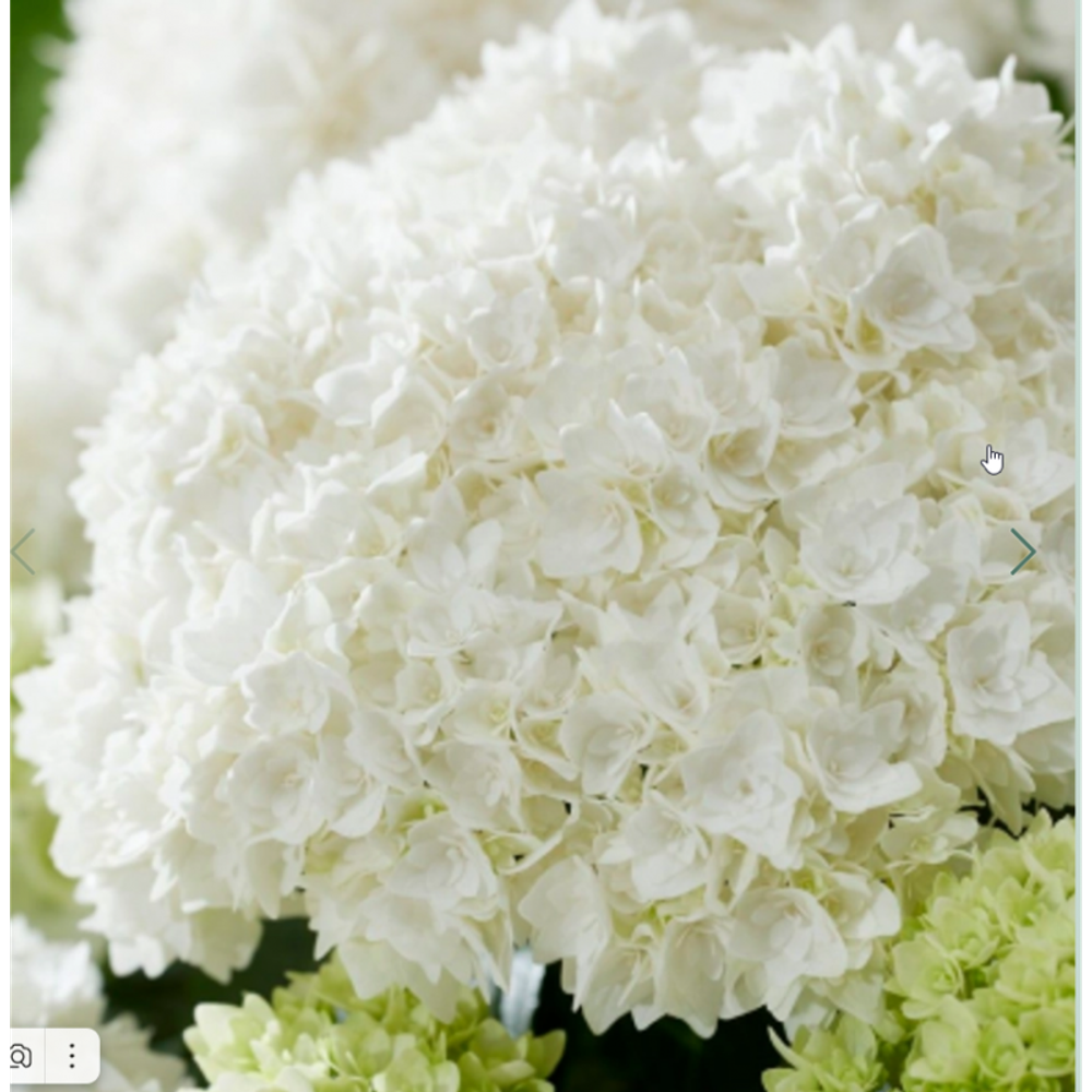 Doppio Fredo (Допио Фредо) Р12 Европа 2026