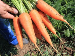 Морковь Абако F1  0,5г Мировые Семена VITA GREEN