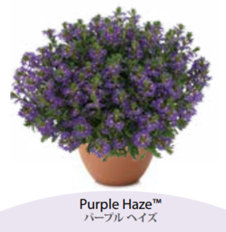 ЕВРО Сцевола Scaevola Purple Haze НЕукор черенок середина ноября 25