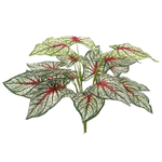 Каладиум куст триколор 45 см