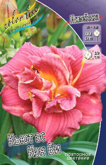 Лилейник Кьют Эс Кэн Би