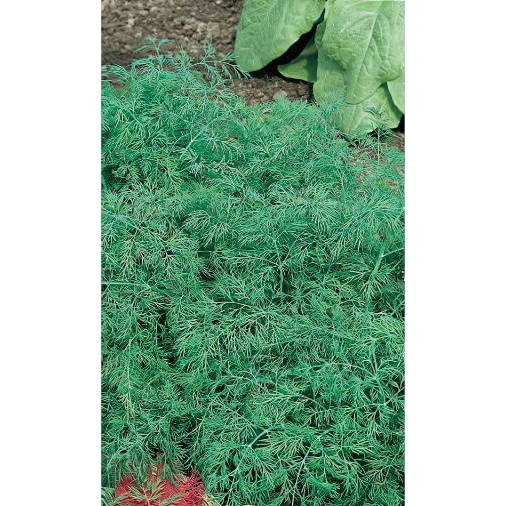 Семена Укроп Обильнолистный (Марс) Б/П